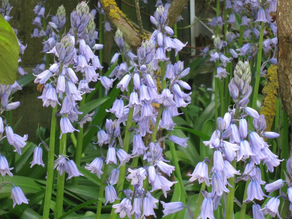 Bluebell Lodge And Cottage Hastings Buitenkant foto